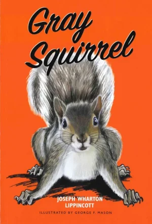 Gray Squirrel